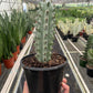 Succulent Cactus Ghost White Boobie