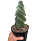 Cereus forbesii 'Spiralis'