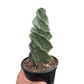 Cereus forbesii 'Spiralis'