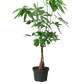 Money Tree 'Guiana Chestnut' Pachira Braid