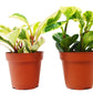 2 Peperomia Plants Variety Pack in 4" Pots - Baby Rubber Plants