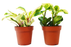 2 Peperomia Plants Variety Pack in 4