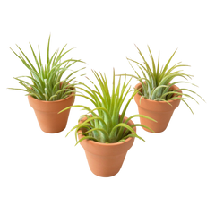 3 Ionantha Air Plants with Mini Terra Cotta Pots