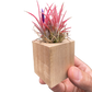 Tillandsia Air Plant Ionantha in Magnetic Wood Planter