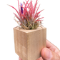 Tillandsia Air Plant Ionantha in Magnetic Wood Planter