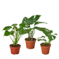 Monstera Bundle