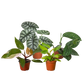 Rare Plant Bundle