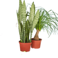 2 - 6" Indoor Plants Premium Subscription box