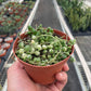 Succulent 'String of Pearls' Variegated