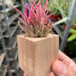 Tillandsia Air Plant Ionantha in Magnetic Wood Planter