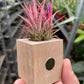 Tillandsia Air Plant Ionantha in Magnetic Wood Planter