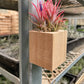 Tillandsia Air Plant Ionantha in Magnetic Wood Planter