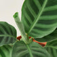 Calathea 'Zebrina' - 4" Pot