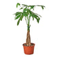 Money Tree 'Guiana Chestnut' Pachira Braid