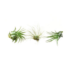 Air Plant 3 Pack - Three Air Plant Varieties - 2