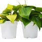 2 Philodendron Variety Pack - 4" Pots