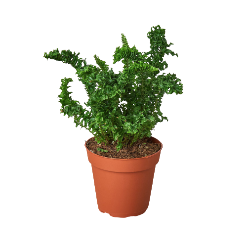 'Emina' Fern - 4