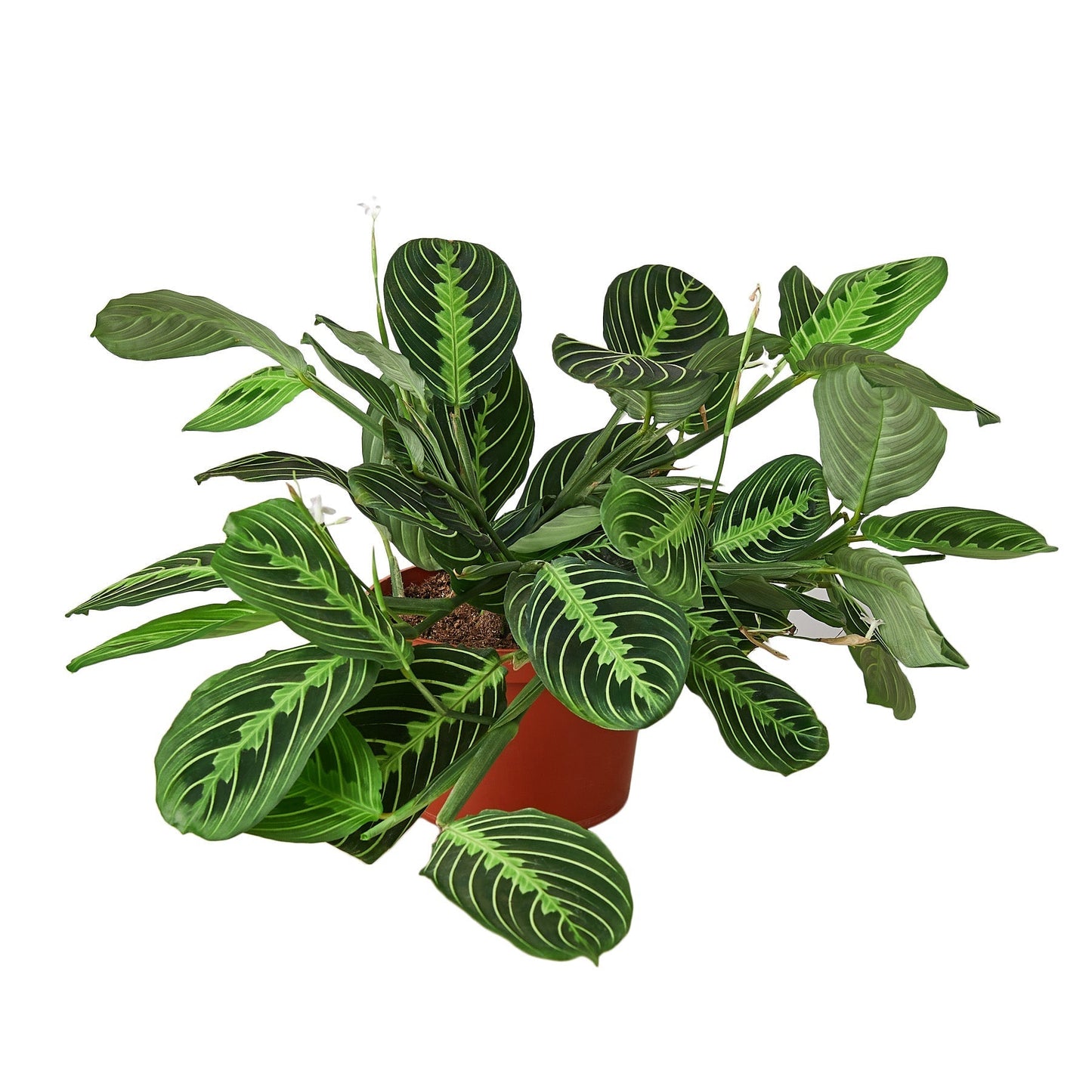 Maranta 'Lemon Lime' - 6" Pot - NURSERY POT ONLY